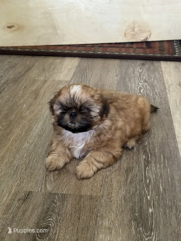 Carmel AKC, a female Shih Tzu for sale in Washington Court House, OH – 1 of 2