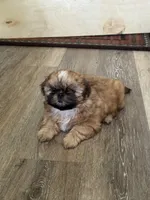 Carmel AKC, a female Shih Tzu for sale in Washington Court House, OH – 1 of 2