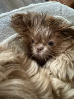 Rusty AKC, a male Shih Tzu for sale in Washington Court House, OH – 1 of 8