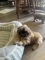 Tippy AKC, a male Shih Tzu for sale in Washington Court House, OH – 7 of 9