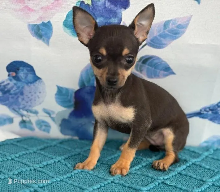 Toby – Chihuahua puppy for sale in Bakersfield, CA