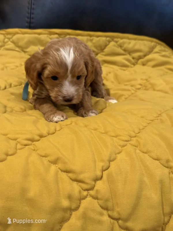 Rocky – Cockapoo puppy for sale in Pennsauken Township, NJ