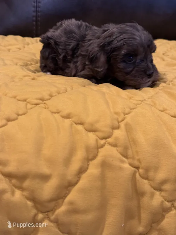 Coco – Cockapoo puppy for sale in Pennsauken Township, NJ