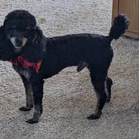  Nick  On Hold, a male Poodle - Toy  for sale in Dorr, MI – Photo 9 of 10