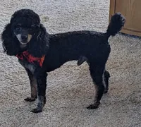 Tiny Nick, a male Poodle - Toy  for sale in Dorr, MI – Photo 9 of 9