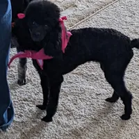  Nick  On Hold, a male Poodle - Toy  for sale in Dorr, MI – Photo 10 of 10