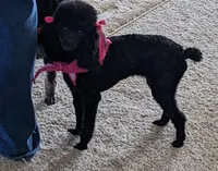 Tiny Nick, a male Poodle - Toy  for sale in Dorr, MI – Photo 7 of 9