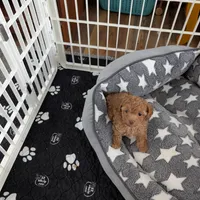  Nick  On Hold, a male Poodle - Toy  for sale in Dorr, MI – Photo 5 of 10