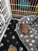 Tiny Nick, a male Poodle - Toy  for sale in Dorr, MI – Photo 1 of 9