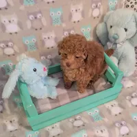  Nick  On Hold, a male Poodle - Toy  for sale in Dorr, MI – Photo 2 of 10