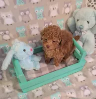 Tiny Nick, a male Poodle - Toy  for sale in Dorr, MI – Photo 5 of 9