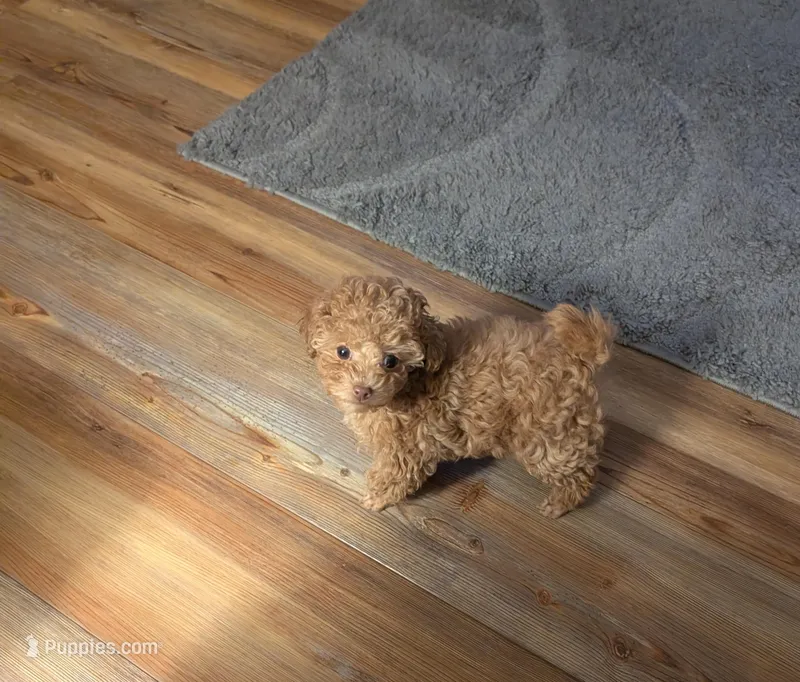 Tiny Nick  – Poodle - Toy  puppy for sale in Dorr, MI