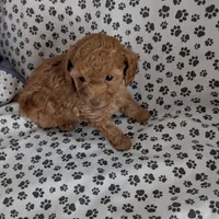  Nick  On Hold, a male Poodle - Toy  for sale in Dorr, MI – Photo 7 of 10