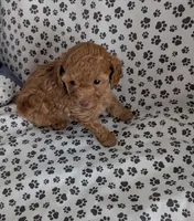 Tiny Nick, a male Poodle - Toy  for sale in Dorr, MI – Photo 3 of 9