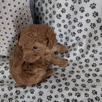  Nick  On Hold, a male Poodle - Toy  for sale in Dorr, MI – Photo 8 of 10