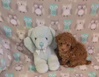 Tiny Nick, a male Poodle - Toy  for sale in Dorr, MI – Photo 6 of 9