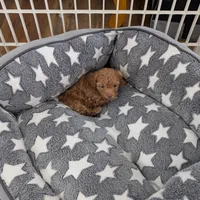  Nick  On Hold, a male Poodle - Toy  for sale in Dorr, MI – Photo 6 of 10