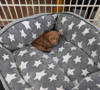 Tiny Nick, a male Poodle - Toy  for sale in Dorr, MI – Photo 2 of 9