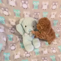  Nick  On Hold, a male Poodle - Toy  for sale in Dorr, MI – Photo 4 of 10