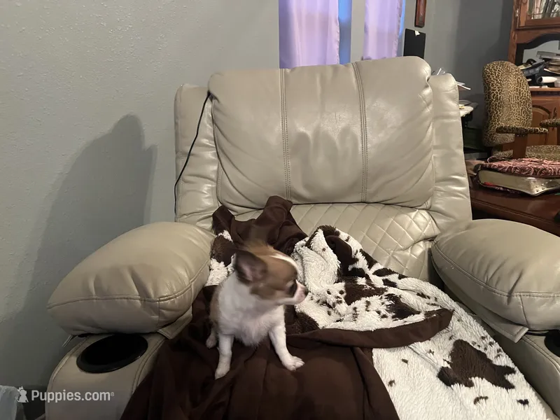 Dolly – Chihuahua puppy for sale in O Brien, FL