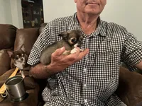 Rocky , a male Chihuahua for sale in O Brien, FL – 3 of 9