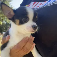 taz, a male Chihuahua for sale in O Brien, FL – Photo 2 of 6