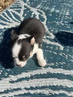 taz, a male Chihuahua for sale in O Brien, FL – Photo 7 of 8