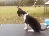 taz, a male Chihuahua for sale in O Brien, FL – Photo 5 of 6