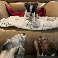 taz, a male Chihuahua for sale in O Brien, FL – Photo 6 of 6