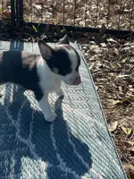 taz, a male Chihuahua for sale in O Brien, FL – Photo 8 of 8