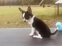 taz, a male Chihuahua for sale in O Brien, FL – Photo 4 of 6