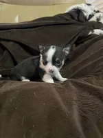 taz, a male Chihuahua for sale in O Brien, FL – Photo 3 of 8