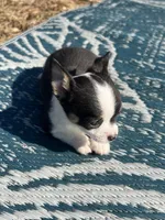 taz, a male Chihuahua for sale in O Brien, FL – Photo 6 of 8