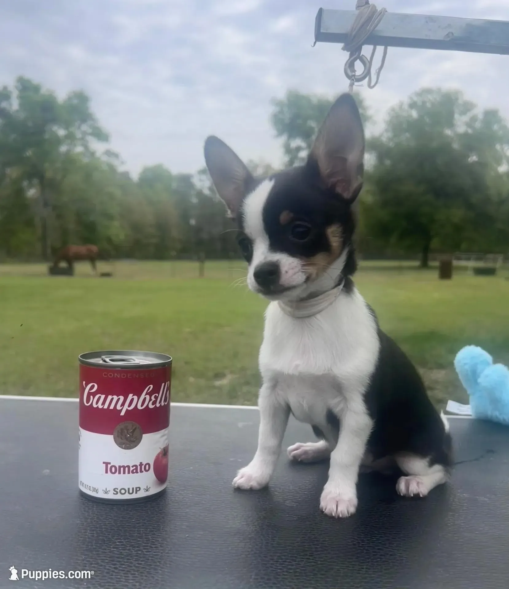 taz – Chihuahua puppy for sale in O Brien, FL