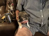 Rocky , a male Chihuahua for sale in O Brien, FL – 5 of 9