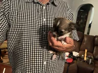 Mandy, a female Chihuahua for sale in O Brien, FL – 4 of 7