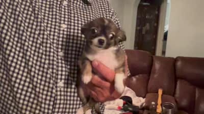 Mandy, a female Chihuahua for sale in O Brien, FL – 7 of 7