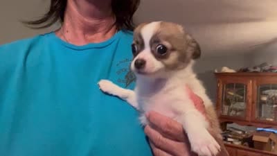 Rocky , a male Chihuahua for sale in O Brien, FL – 9 of 9