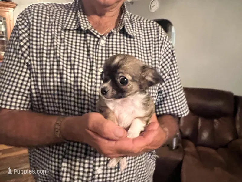 Mandy – Chihuahua puppy for sale in O Brien, FL