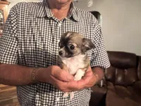 Mandy, a female Chihuahua for sale in O Brien, FL – 1 of 7