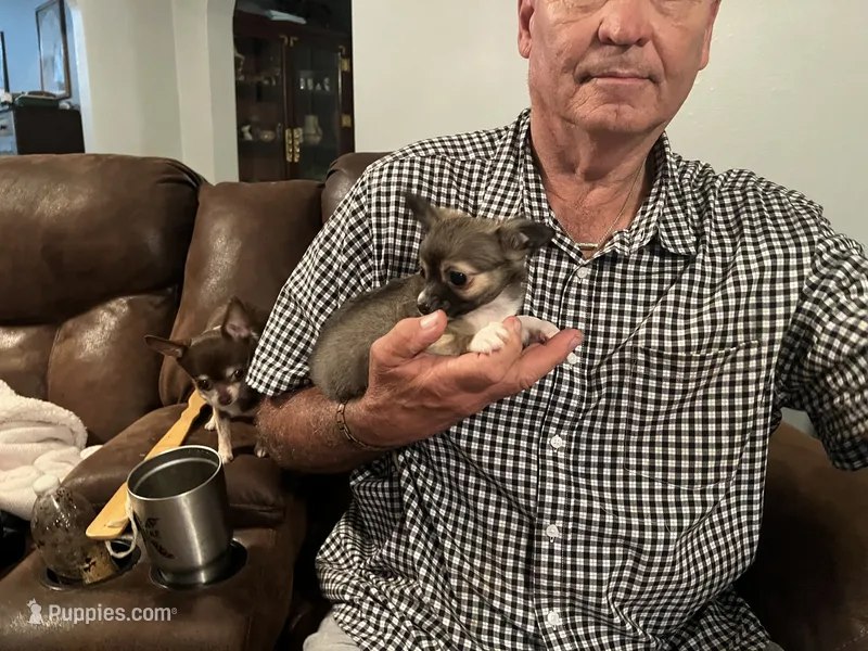 Rocky  – Chihuahua puppy for sale in O Brien, FL