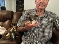 Rocky , a male Chihuahua for sale in O Brien, FL – 1 of 9