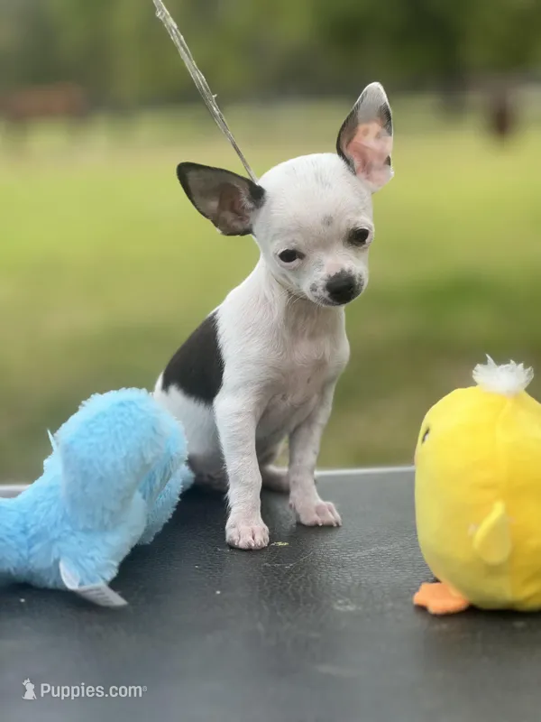 Tiny Casper – Chihuahua puppy for sale in O Brien, FL