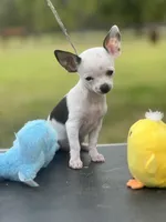 Tiny Casper, a male Chihuahua for sale in O Brien, FL – Photo 1 of 8
