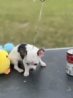 Tiny Casper, a male Chihuahua for sale in O Brien, FL – Photo 6 of 8