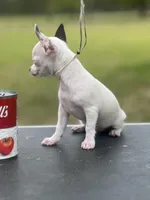 Tiny Casper, a male Chihuahua for sale in O Brien, FL – Photo 4 of 8