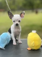 Tiny Casper, a male Chihuahua for sale in O Brien, FL – Photo 2 of 8