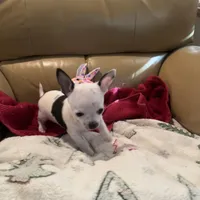 Tiny Casper, a male Chihuahua for sale in O Brien, FL – Photo 8 of 8