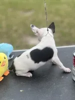 Tiny Casper, a male Chihuahua for sale in O Brien, FL – Photo 7 of 8