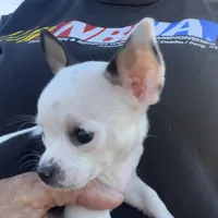 Tiny Casper, a male Chihuahua for sale in O Brien, FL – Photo 5 of 8